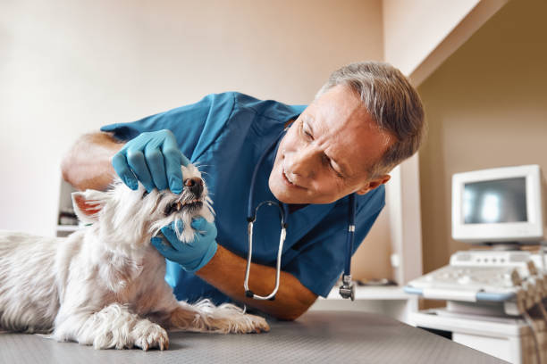 Best After-Hours Dental Trauma Care in Eagle Butte, SD